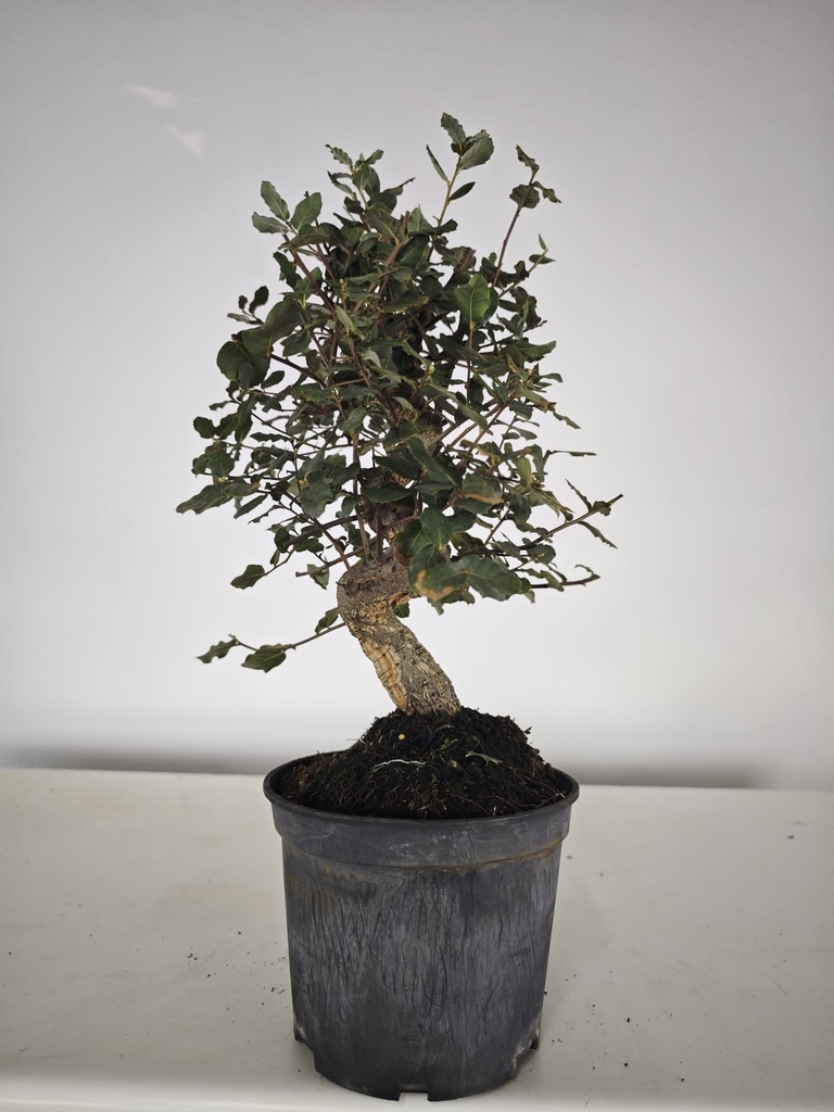 *Q 41. Quercur suber 90 euros con envio gratis peninsula.