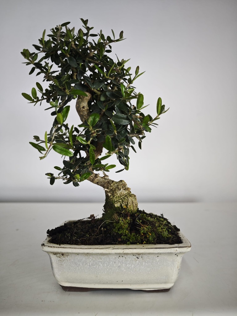 O 11.  Olea Sylvestris 45 euros con envio gratis peninsula.