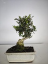 O 11.  Olea Sylvestris 45 euros con envio gratis peninsula.