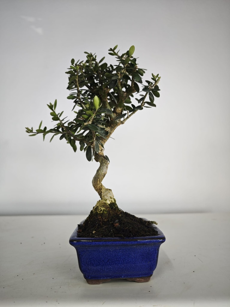 *O 12. Olea Sylvestris 45 euros con envio gratis peninsula.