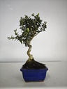 *O 12. Olea Sylvestris 45 euros con envio gratis peninsula.