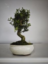 *O 13. Olea Sylvestris 45 euros con envio gratis peninsula.
