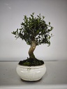 *O 13. Olea Sylvestris 45 euros con envio gratis peninsula.