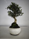 *O 14. Olea Sylvestris 66 euros con envio gratis peninsula.
