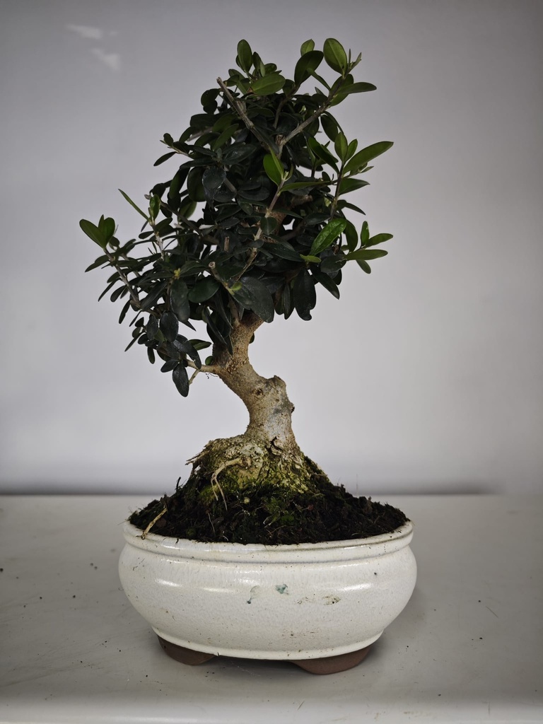 *O 15. Olea Sylvestris 66 euros con envio gratis peninsula.