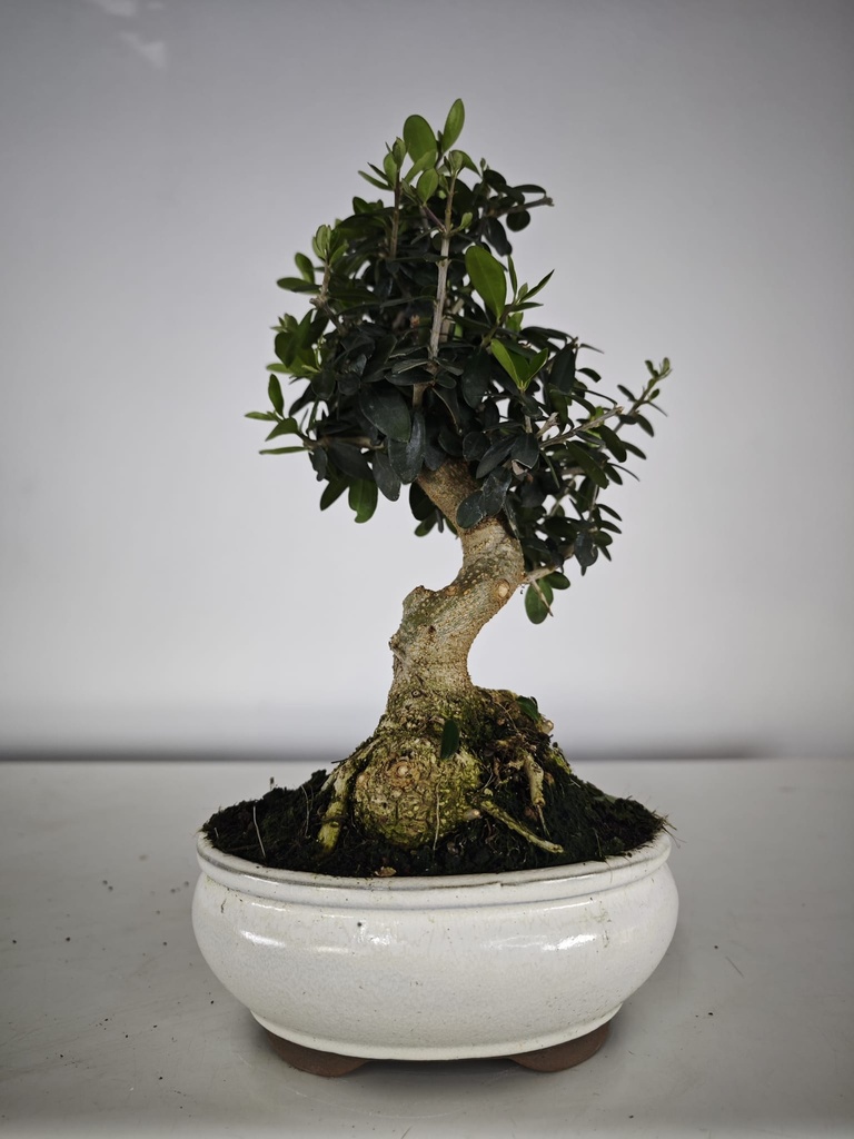 *O 15. Olea Sylvestris 66 euros con envio gratis peninsula.