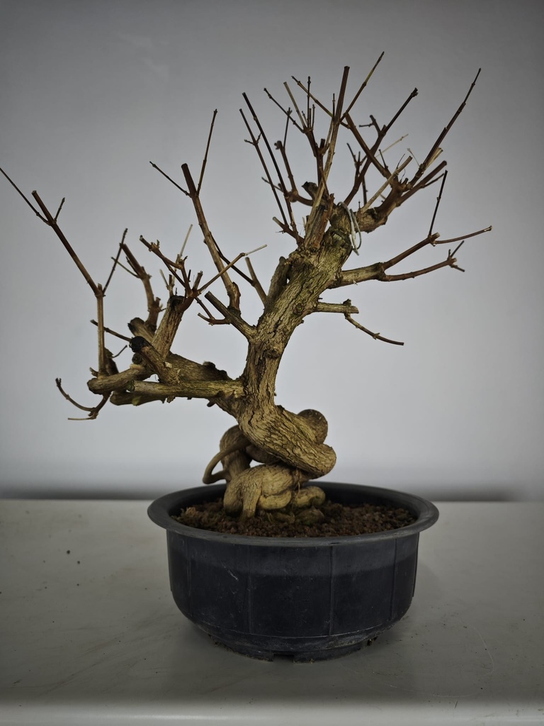 *E 1. Euonymus sp. 250 euros con envio gratis peninsula.