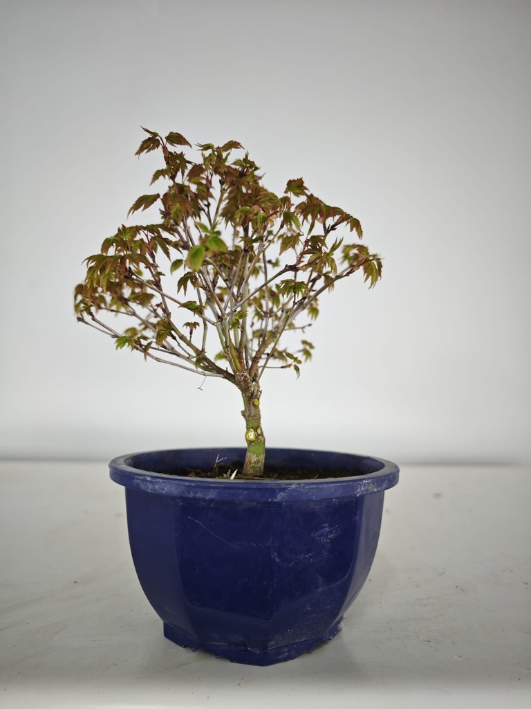 * k 1. Acer palmatum kiyohime 100 euros con envio gratis peninsula.