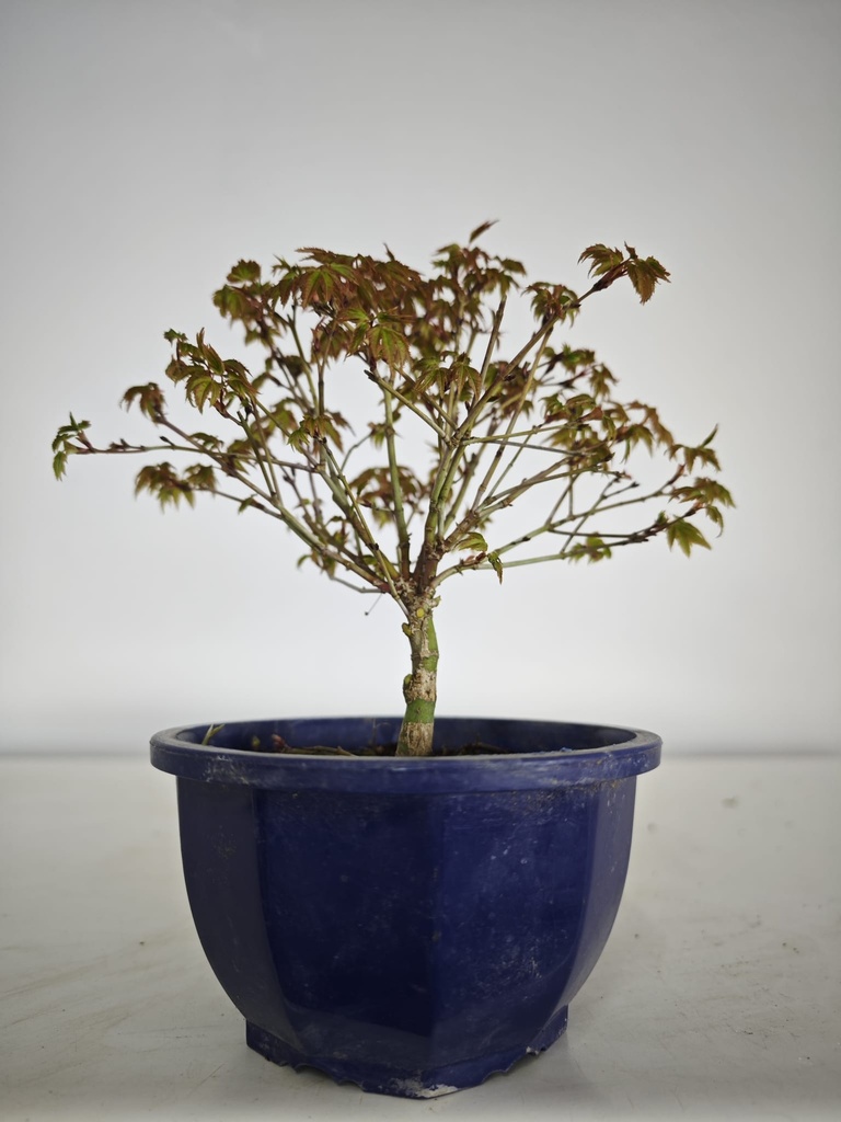 * k 2. Acer palmatum kiyohime 100 euros con envio gratis peninsula.