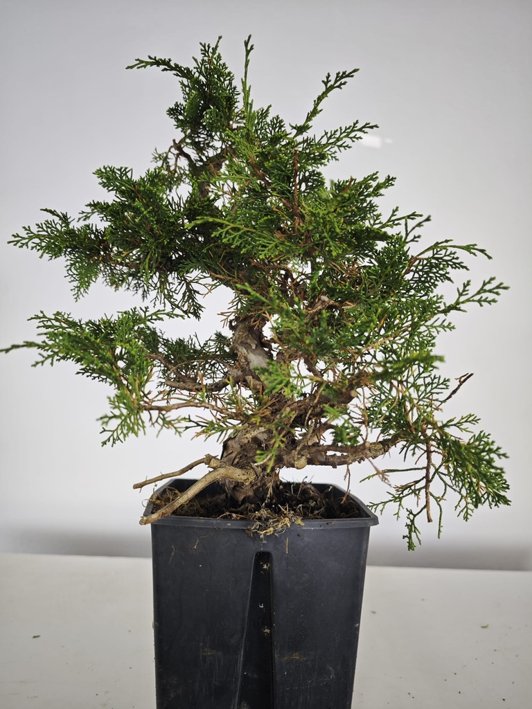 *I 2. Juniperus chinensis itoigawa 440 euros con envio gratis peninsula.