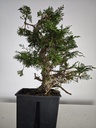 *I 2. Juniperus chinensis itoigawa 440 euros con envio gratis peninsula.