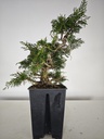 *I 3. Juniperus chinensis itoigawa 440 euros con envio gratis peninsula.