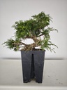 *I 3. Juniperus chinensis itoigawa 440 euros con envio gratis peninsula.