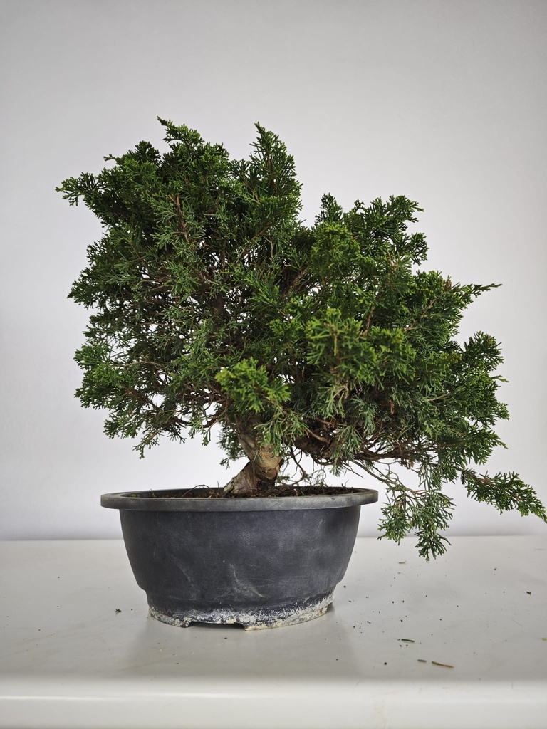 *I 3. Juniperus chinensis itoigawa 295 euros con envio gratis peninsula.