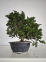*I 3. Juniperus chinensis itoigawa 295 euros con envio gratis peninsula.