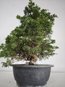 *I 3. Juniperus chinensis itoigawa 295 euros con envio gratis peninsula.