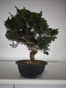 *I 4. Juniperus chinensis itoigawa 295 euros con envio gratis peninsula.