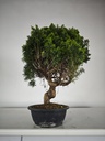 *K 1. Juniperus chinensis kyushu 230 euros con envio gratis peninsula.