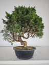 *K 2. Juniperus chinensis kyushu 230 euros con envio gratis peninsula.