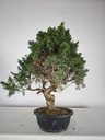 *K 3. Juniperus chinensis kyushu 230 euros con envio gratis peninsula.