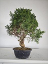 *K 3. Juniperus chinensis kyushu 230 euros con envio gratis peninsula.