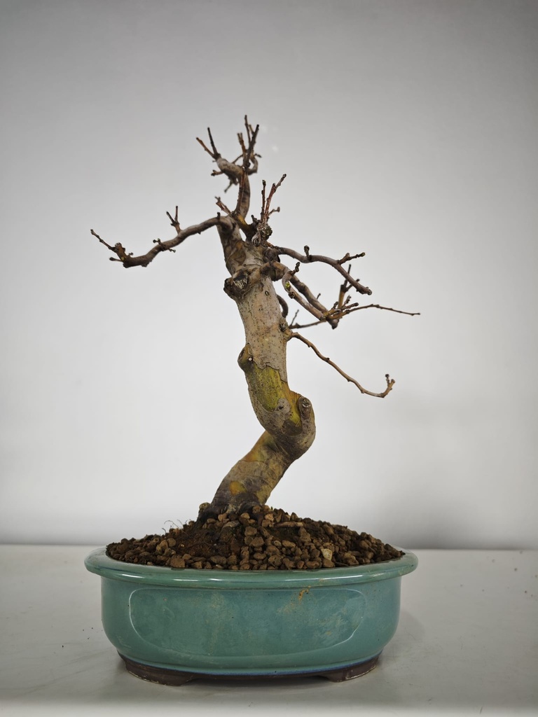 *Ch 2. Chaenomeles 250 euros con envio gratis peninsula.