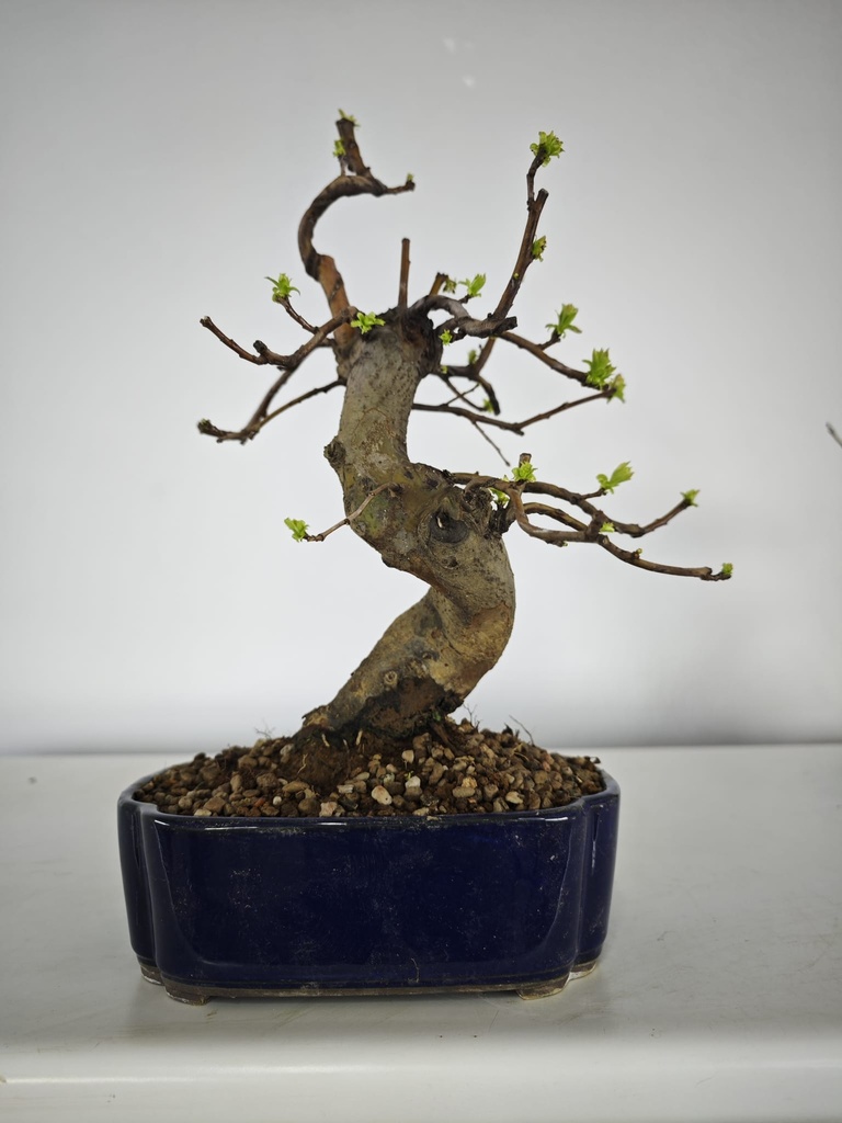 *Ch 3. Chaenomeles 250 euros con envio gratis peninsula.