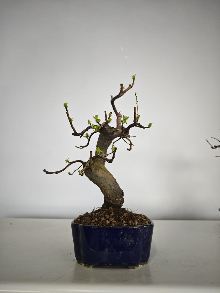 *Ch 3. Chaenomeles 250 euros con envio gratis peninsula.