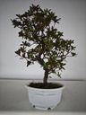 * A 6. Rhododendron 90 euros con envio gratis peninsula.