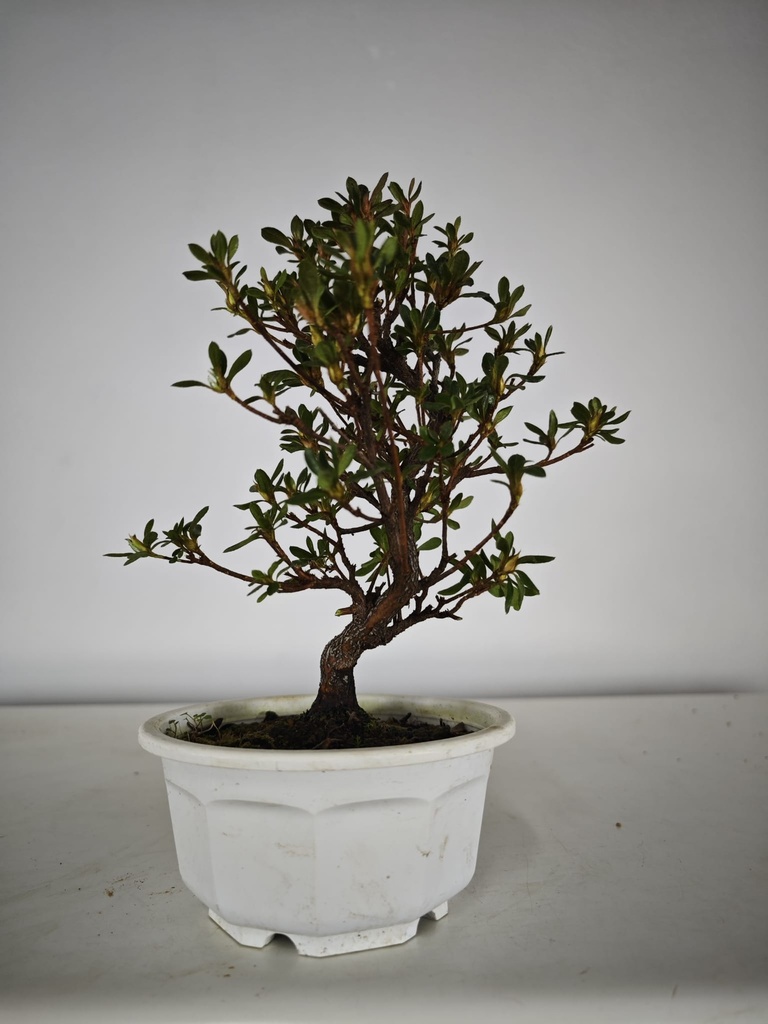 * A 7. Rhododendron 90 euros con envio gratis peninsula.