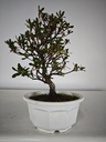 * A 7. Rhododendron 90 euros con envio gratis peninsula.