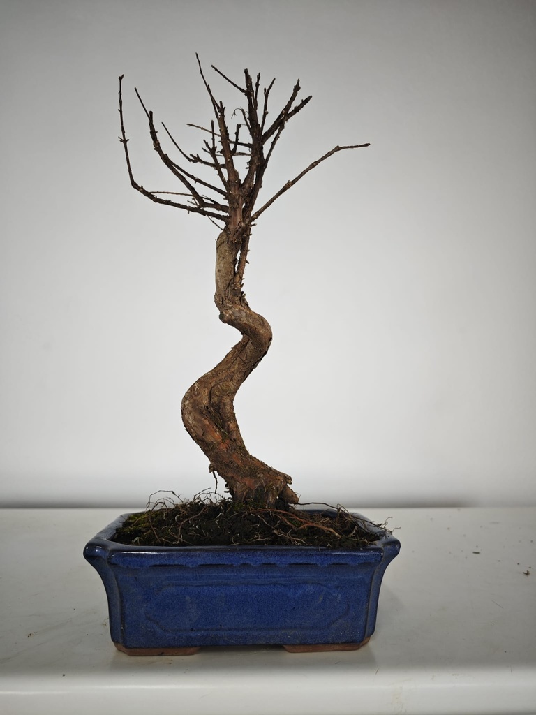 *M 2. Metasequoia 95 euros con envio gratis peninsula