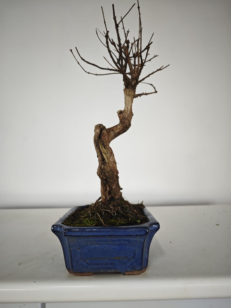 *M 2. Metasequoia 95 euros con envio gratis peninsula