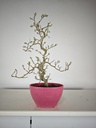 * Cr 1. Crataegus cuneata 170 euros con envio gratis peninsula.