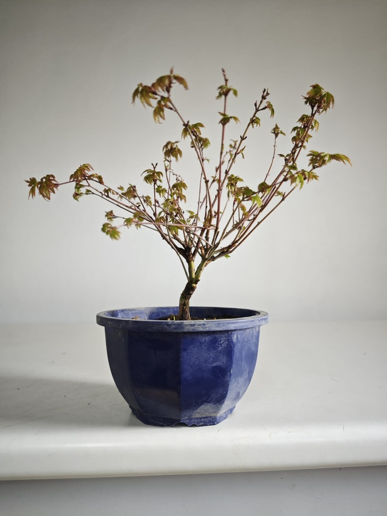 *A8. Acer palmatum klyohlme 90 euros con envio gratis peninsula.