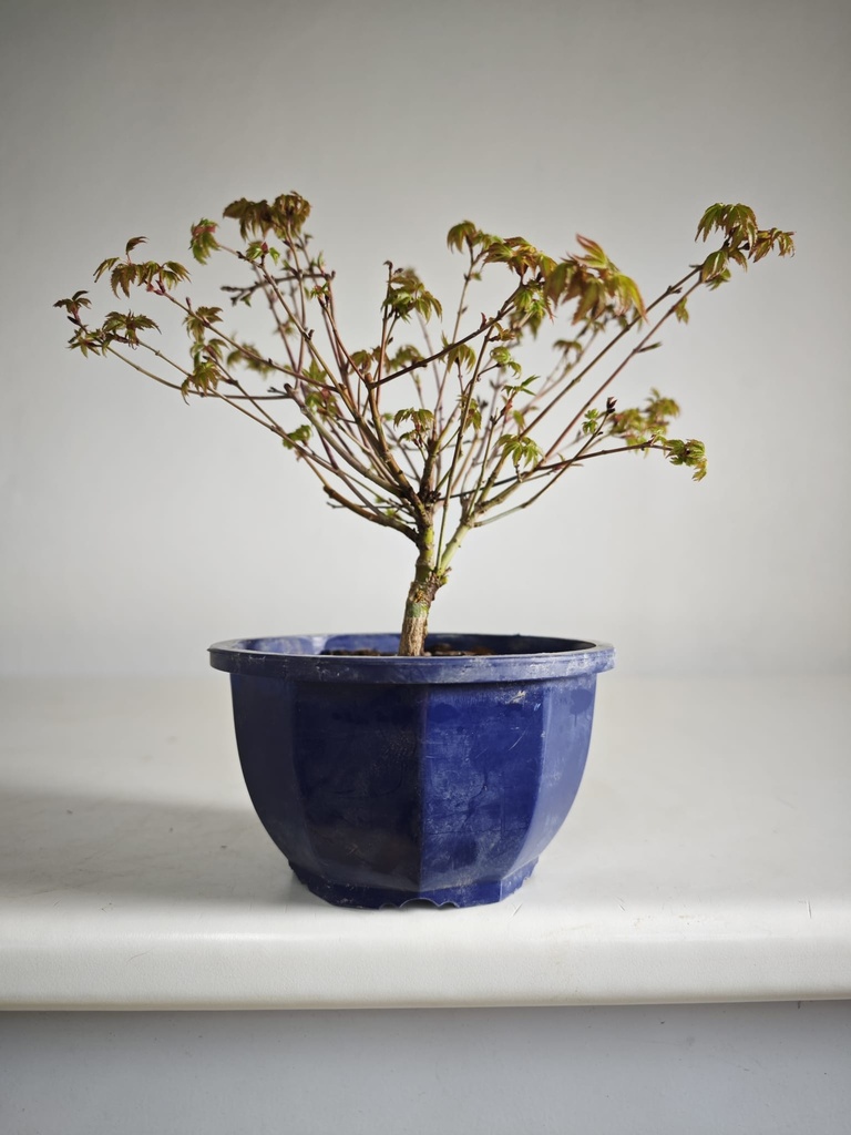 *A8. Acer palmatum klyohlme 90 euros con envio gratis peninsula.