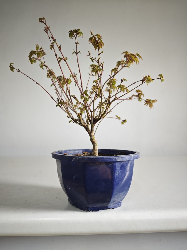 *A8. Acer palmatum klyohlme 90 euros con envio gratis peninsula.