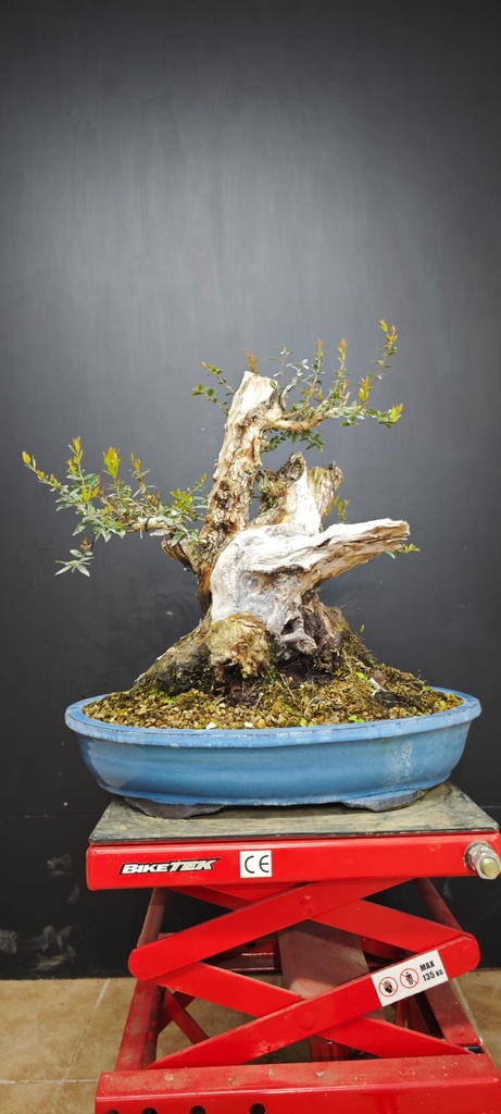 Mirto 880 euros con envio gratis peninsula.