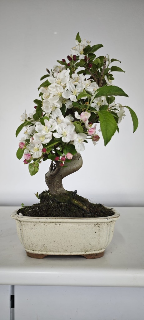 *M 3. Malus 100 euros con envio gratis peninsula.