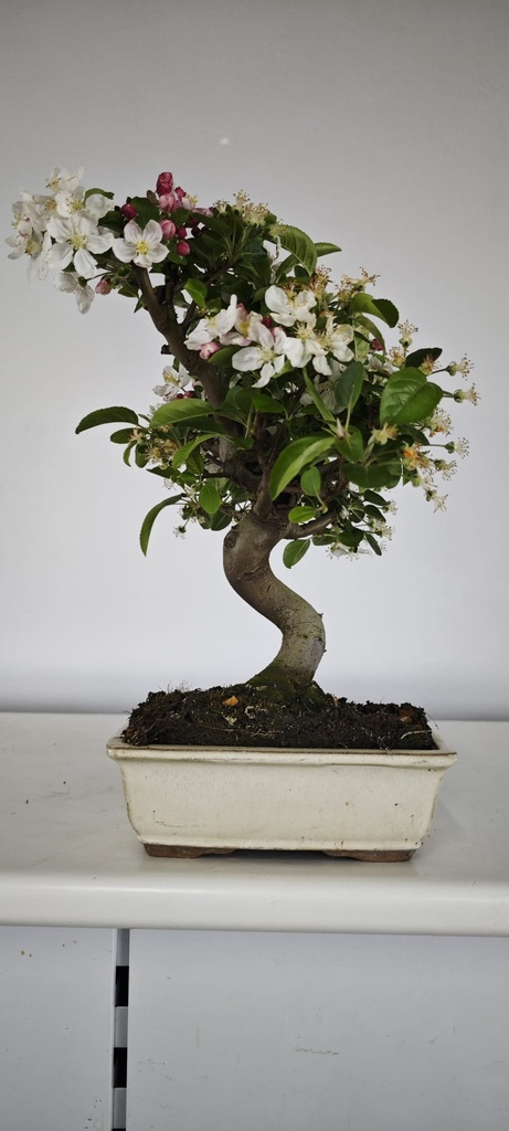 *M 5. Malus 100 euros con envio gratis peninsula.