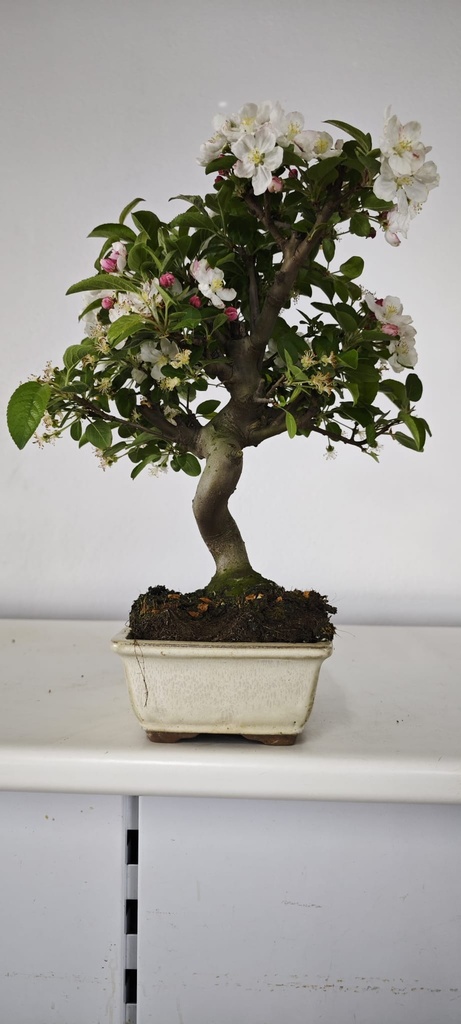 *M 5. Malus 100 euros con envio gratis peninsula.