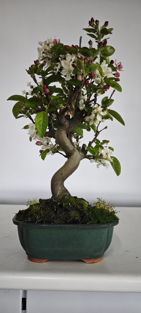 *M 4. Malus 100 euros con envio gratis peninsula.