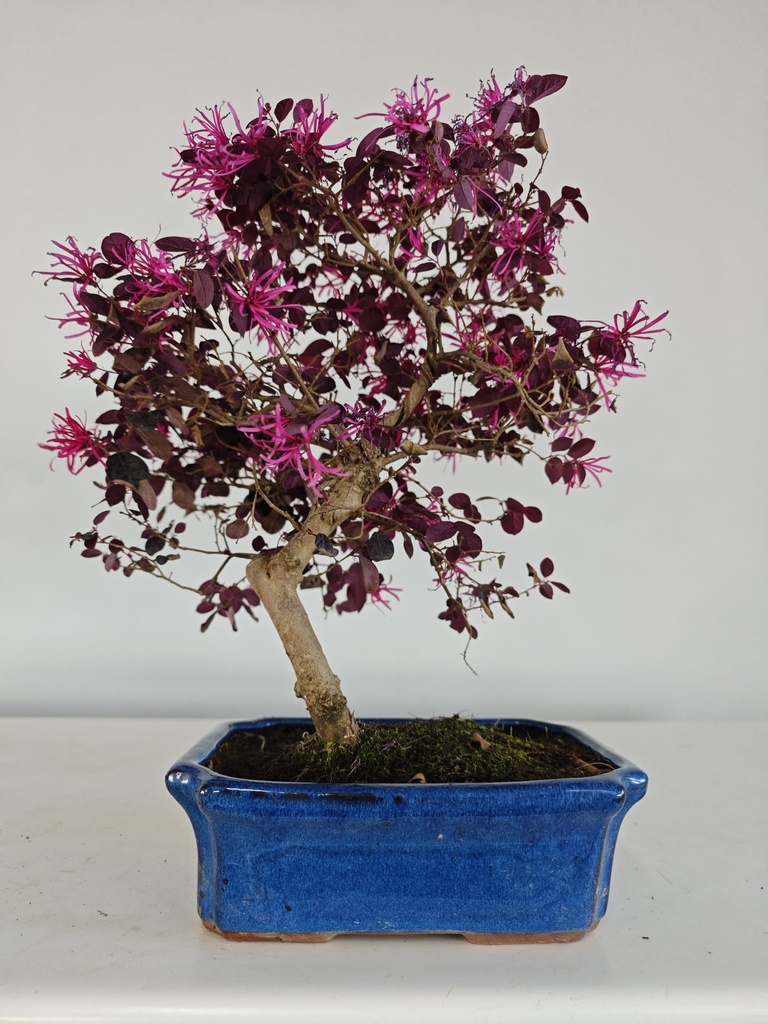 *L 22. Loropetalum 100 euros con evio gratis peninsula.