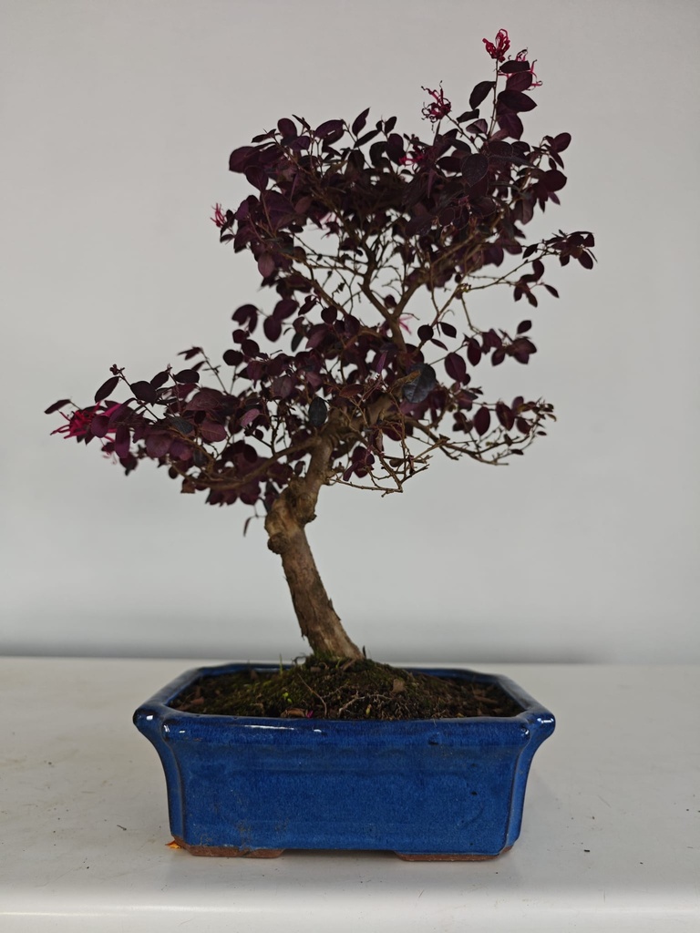 *L 23. Loropetalum 100 euros con evio gratis peninsula.
