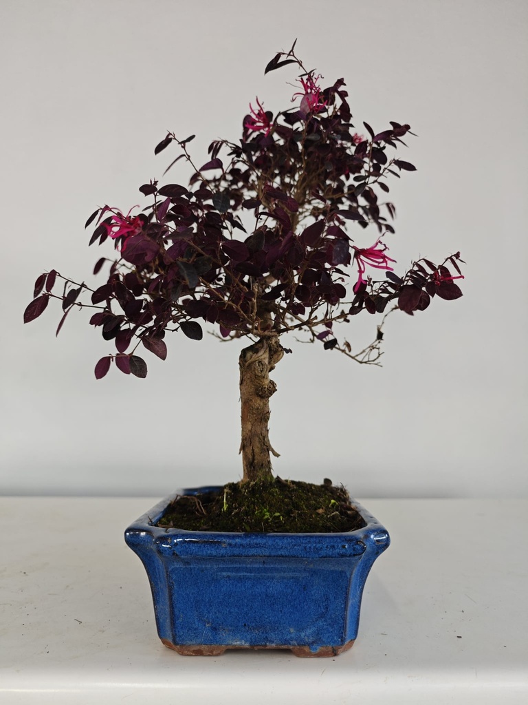 *L 23. Loropetalum 100 euros con evio gratis peninsula.