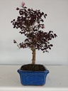 *L 23. Loropetalum 100 euros con evio gratis peninsula.