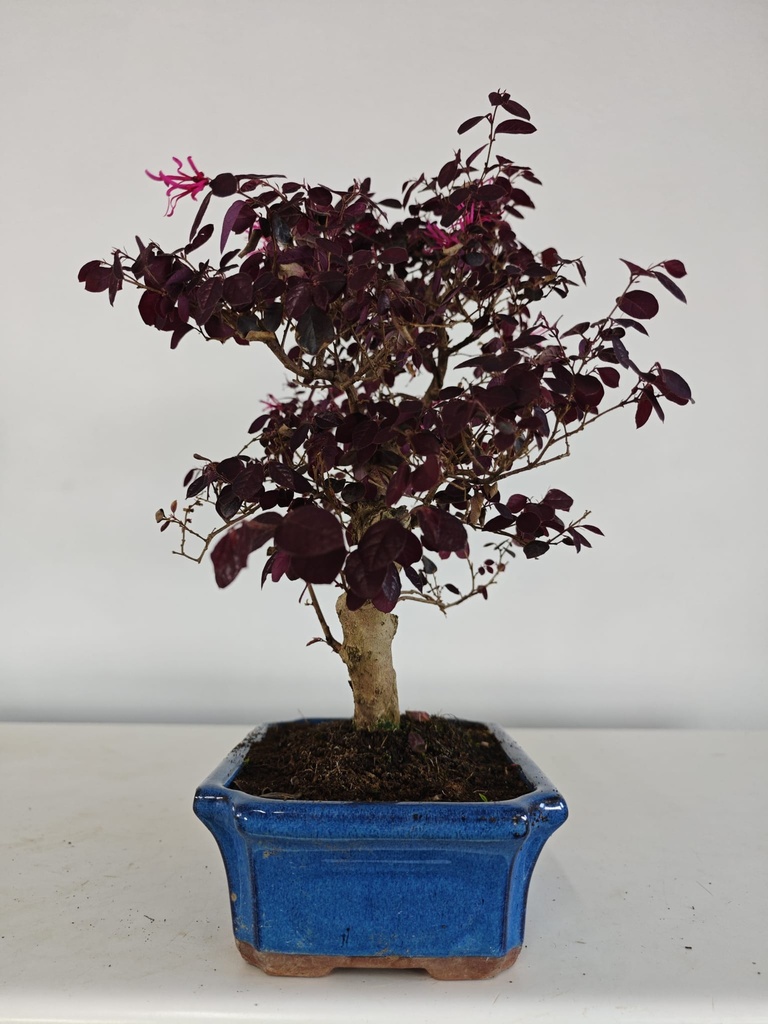 *L 24. Loropetalum 100 euros con evio gratis peninsula.
