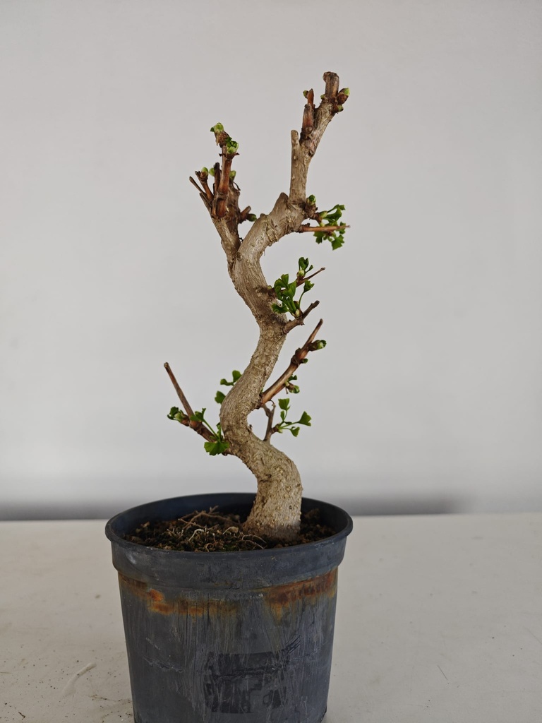 *Gi 3. Gingo biloba 70 euros con envio gratis peninsula.