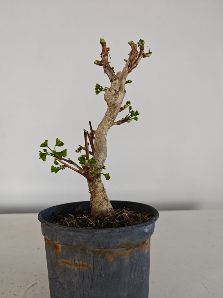 *Gi 3. Gingo biloba 70 euros con envio gratis peninsula.