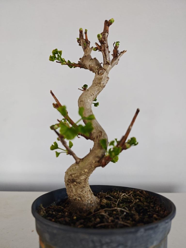 *Gi 3. Gingo biloba 70 euros con envio gratis peninsula.